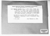 Cyphellopsis anomala image